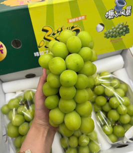 Nho Sữa - Đài Loan