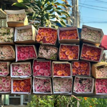 HỌC BÍ KÍP GIỮ HOA TƯƠI LÂU TRONG NGÀY TẾT 