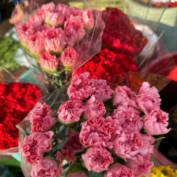 Các Loài Hoa Đẹp và Ý Nghĩa Nên Tặng 8/3