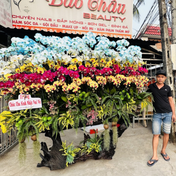 Ý Nghĩa Của Các Loại Lan Hồ Điệp