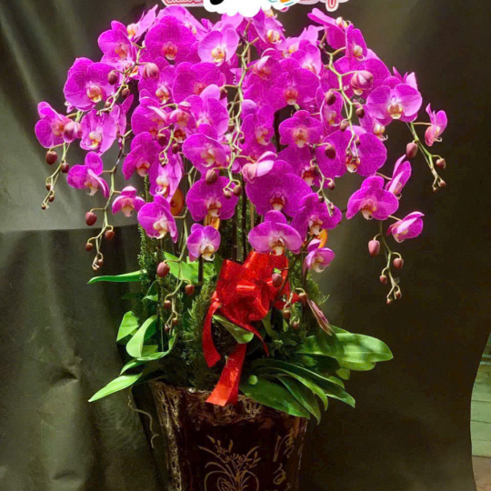 Điều May Mắn